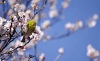 Птица, дерево, весна
