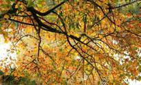 Листья, ветки, дерево