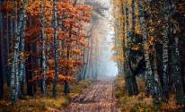 Осень, деревья, лес