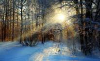 Дорога, деревья, снег, солнце