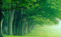 Фото красивых зеленых деревьев