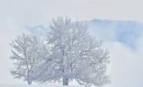 Снег, зима, дерево