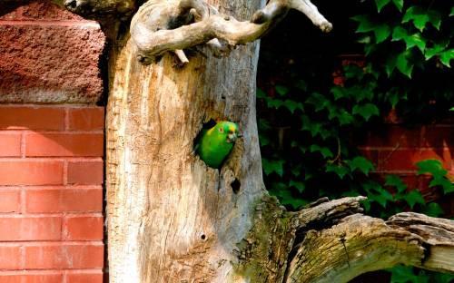 Дупло попугая в дереве - Природа