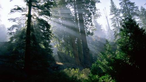 Фото солнце в лесу - Природа