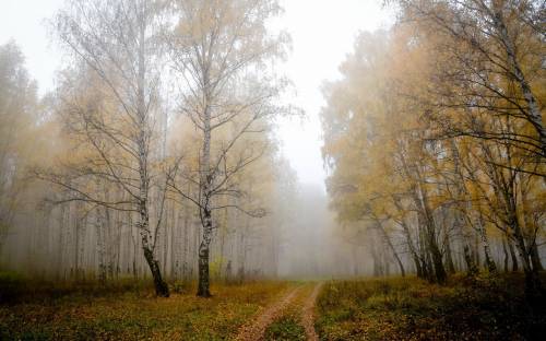 Деревья, осень, природа - Природа