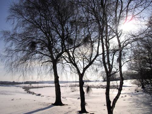 Фото деревьев на фоне снега - Природа