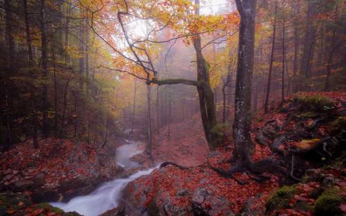 Туман, осень, река - Природа