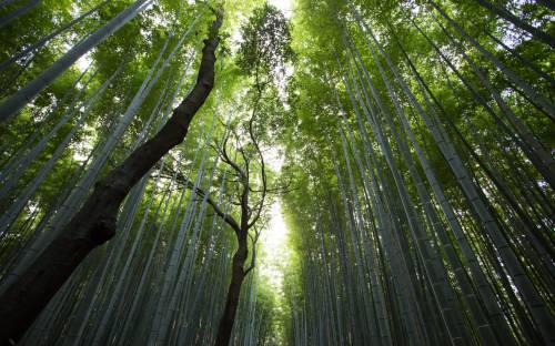 Бамбуковый лес - Природа