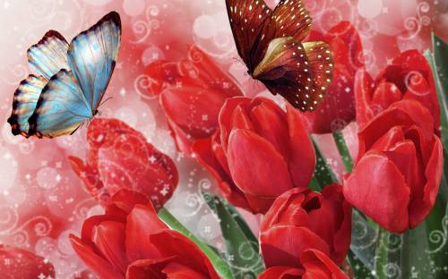 Бабочка, тюльпаны, цветы - Природа