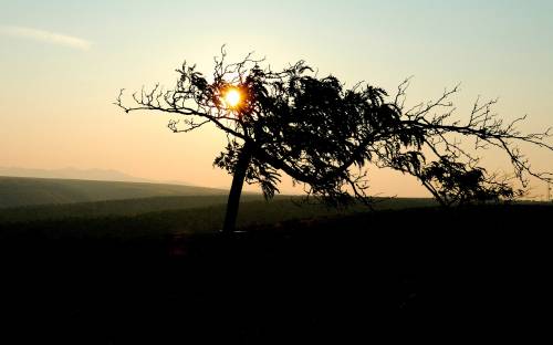 Солнце на дереве - Природа