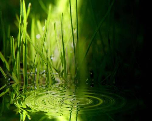 Трава в воде - Природа
