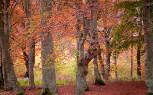 Осень, лес, природа - Природа