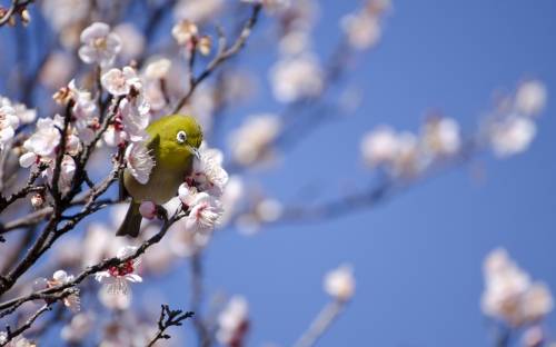 Птица, дерево, весна - Природа