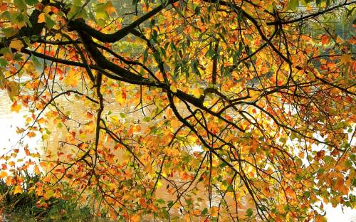 Листья, ветки, дерево - Природа