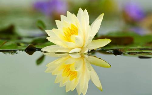 Лилия, река, цветок - Природа