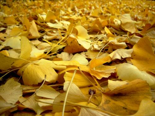 Желтые осенние листья - Природа