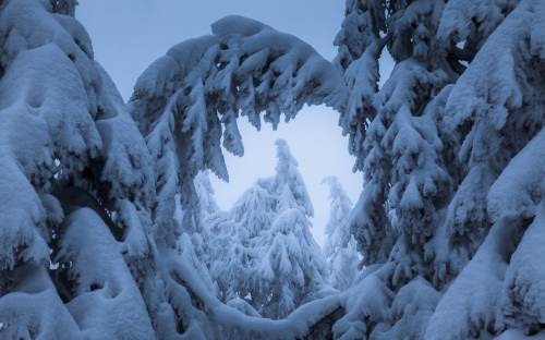 Деревья, зима, снег - Природа