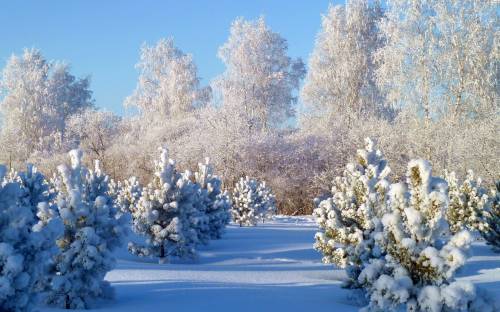 Лес, деревья, зима - Природа