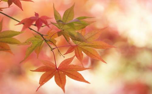 Осень, листья, макро - Природа