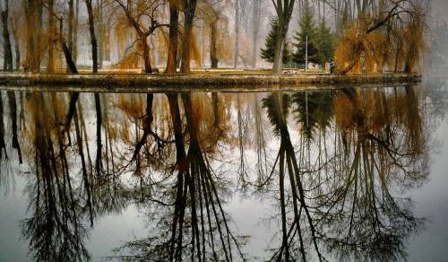 Отражение деревьев в воде - Природа