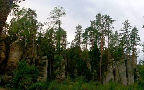 Лес, деревья, скалы - Природа