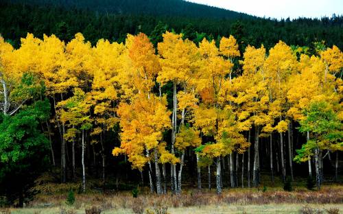Фото с желтыми деревьями - Природа