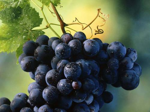 Веточка синего винограда - Природа