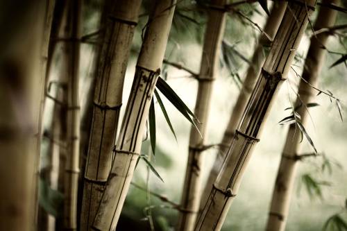 Бамбуковые деревья - Природа
