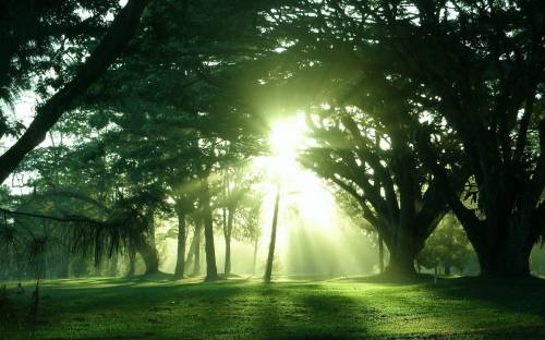 Деревья, солнце, свет - Природа