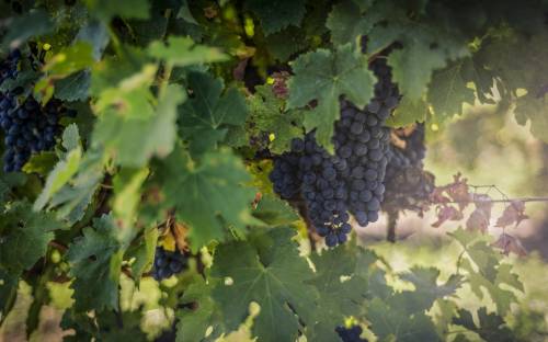 Виноград, виноградник, гроздь - Природа