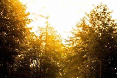 Лес, яркое солнце, сияние - Природа