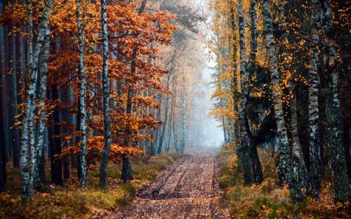 Осень, деревья, лес - Природа