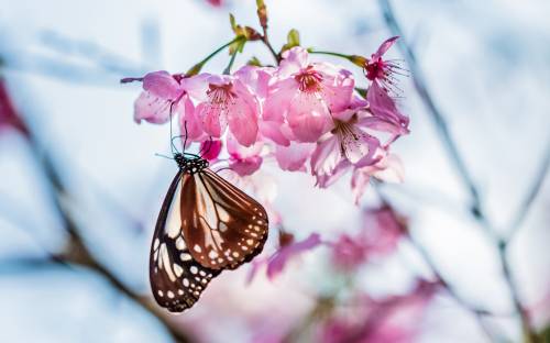 Бабочка на цветах, весна - Природа