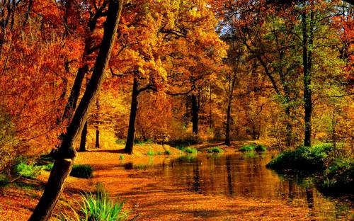 Парк, пруд, листья - Природа