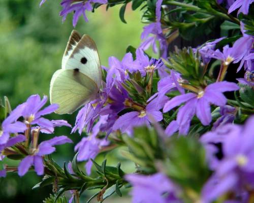Бабочка на фиолетовых цветах - Природа