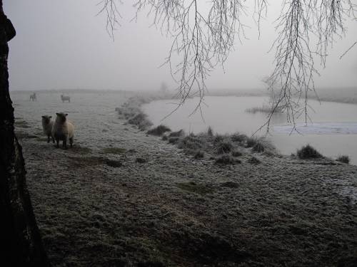 Овцы у озера - Природа
