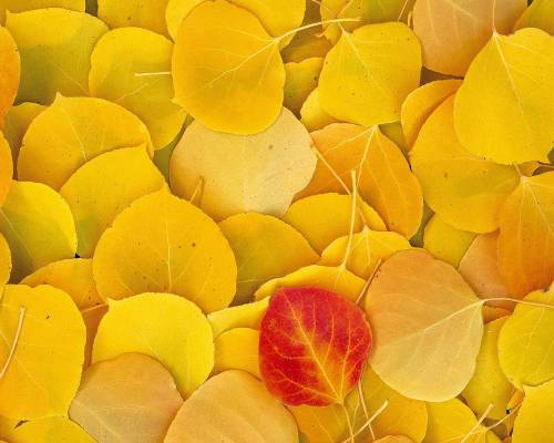 Фон из желтых листьев - Природа