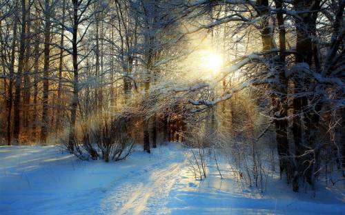 Дорога, деревья, снег, солнце - Природа