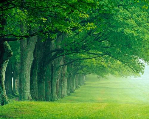 Фото красивых зеленых деревьев - Природа