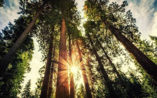 Солнечный свет, деревья, лес - Природа