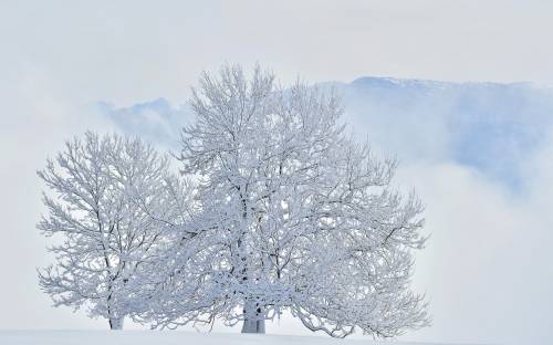 Снег, зима, дерево - Природа