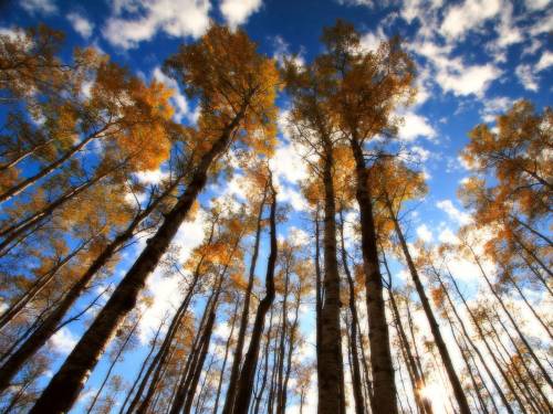 Деревья на фоне неба - Природа