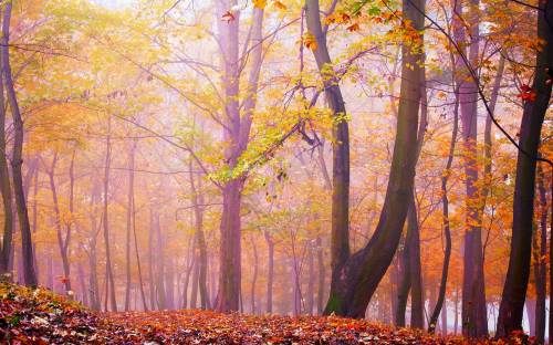 Лес, деревья, туман - Природа