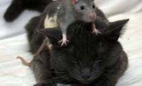 Черный кот и серая мышь