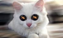 Отражение в глазах кошки