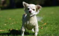 Собака в свитере