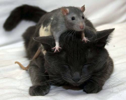 Черный кот и серая мышь - Прикольные