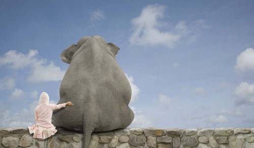 Любовь со слоном - Прикольные