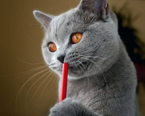 Фото серого кота - Прикольные