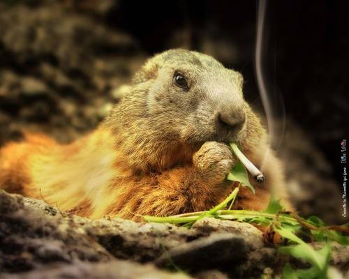 Животное с сигаретой - Прикольные
